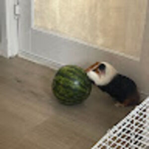 Meet your Posher, Marcileya